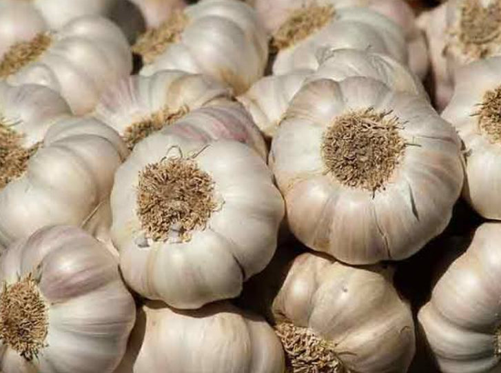 Garlic